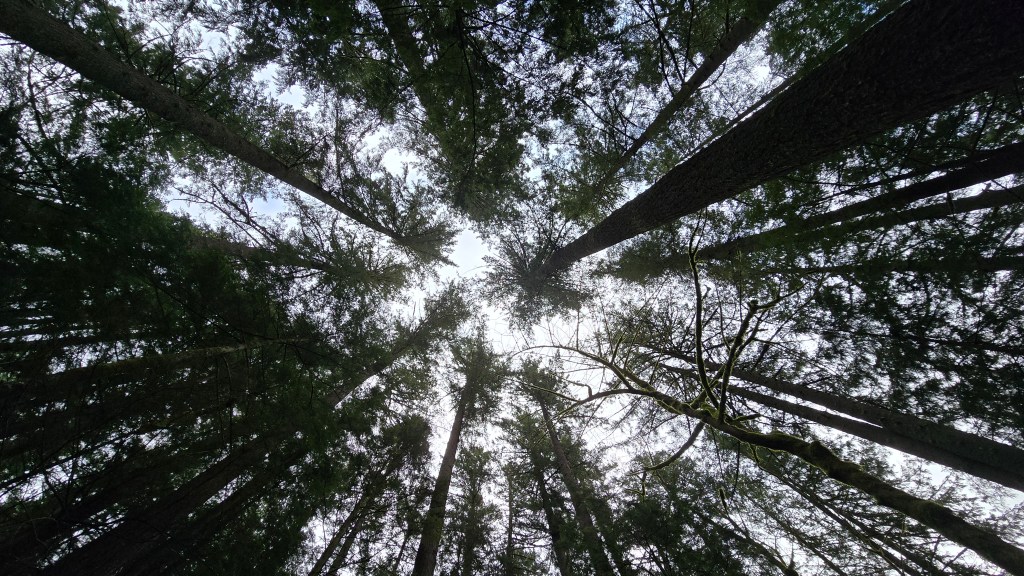 A Day in the&nbsp;Forest