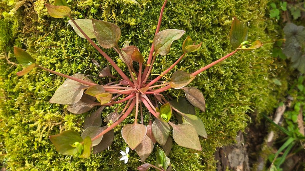 …but Six is Not as&nbsp;Lonely.