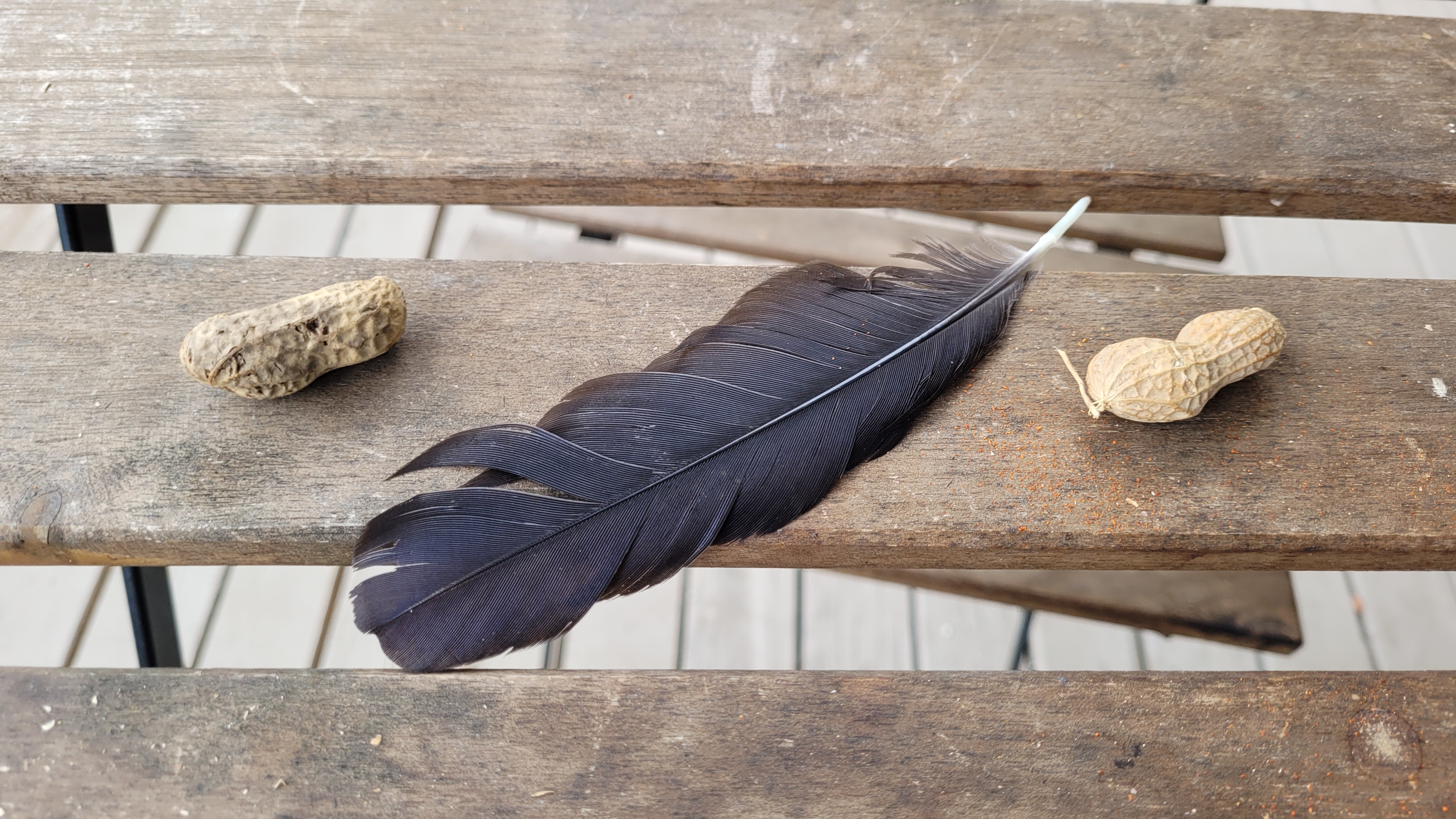 A crow feather between two peanuts.