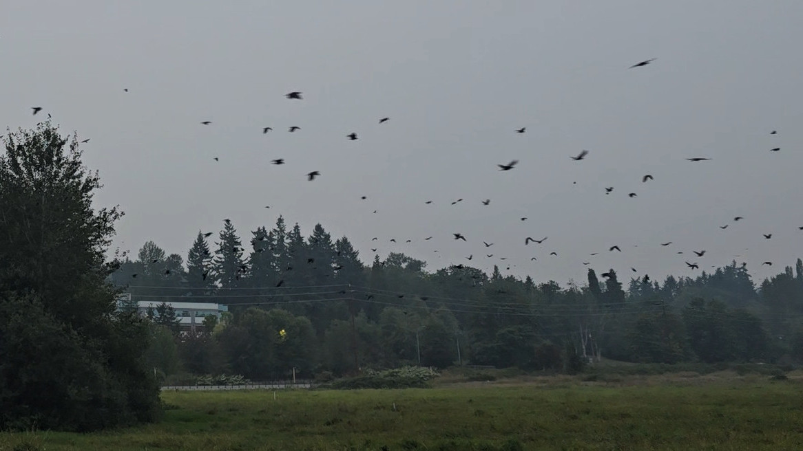 A sky full of crows.