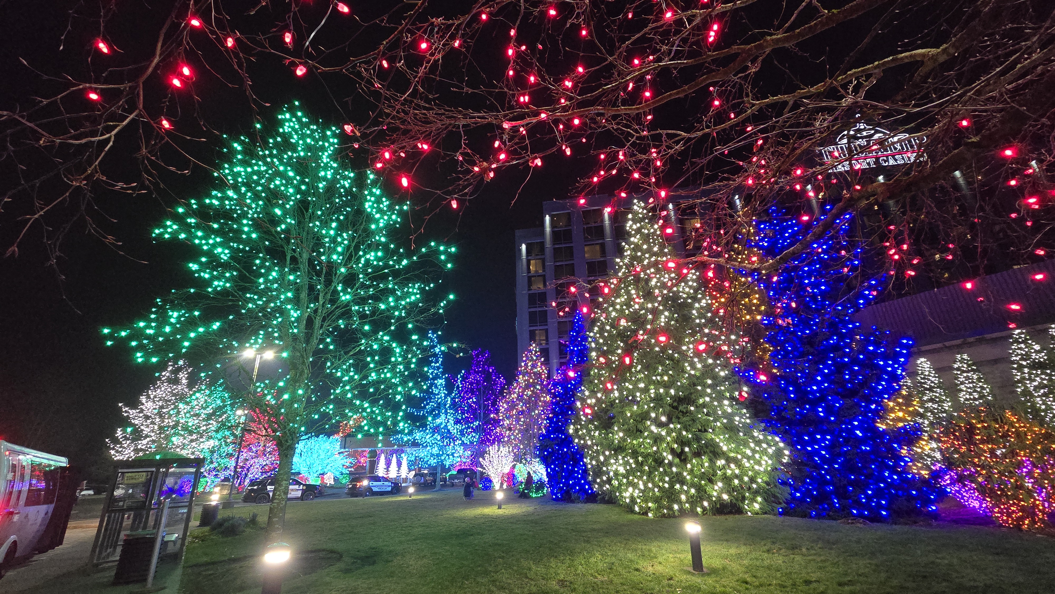 Trees light up in thousands of crystmas lights of many colors.