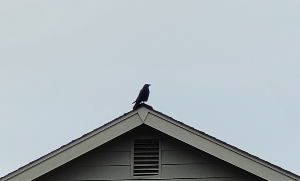 A lone crow stands atop a roof.